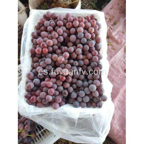 Comienzan las uvas rojas de Xinjiang